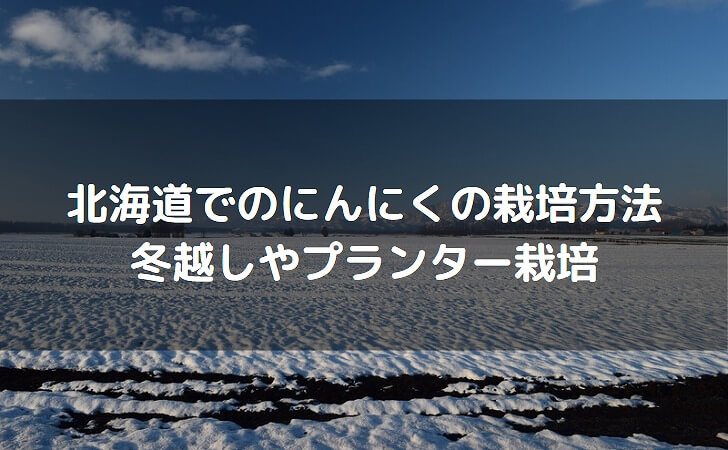 北海道のにんにく栽培