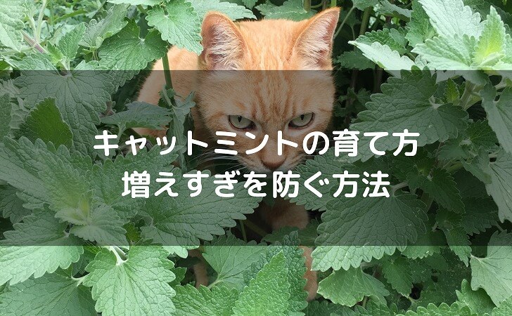 キャットミント