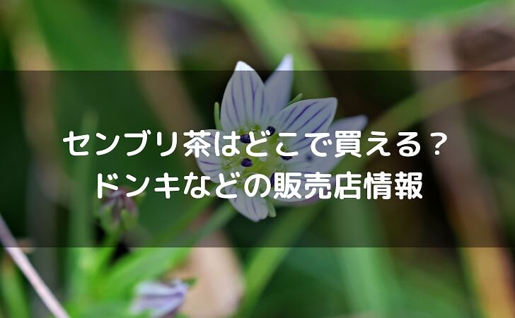 センブリの花