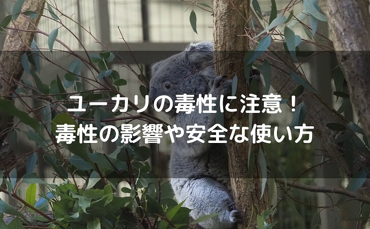 コアラとユーカリ