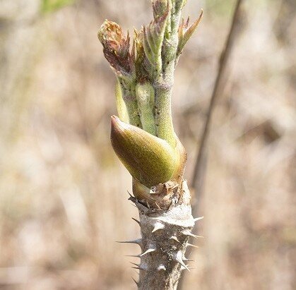 タラの芽の取り方に注意 タラの芽の木見分け方と似てる木の特徴 イナコド 田舎で子育てをしてます