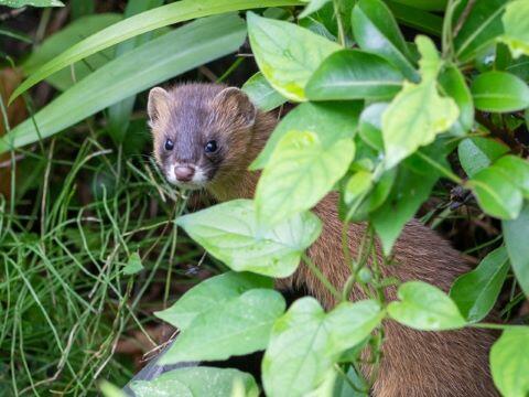 イタチの駆除方法 畑や庭に来るケースや家の屋根裏からの追い出し方 イナコド 田舎で子育てをしてます